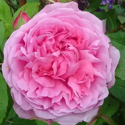 150-180 cm - Trandafiri - Madame Boll - 